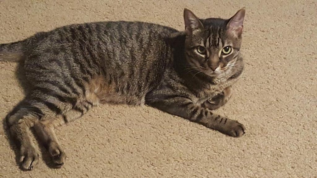 Declawed Brown Tabby Cat For Private Adoption in Houston TX Adopt