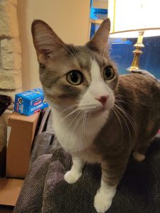 grey tabby tuxedo cat for adoption in houston Photo Skipper, a Gray Tuxedo Tabby Cat for adoption in Houston (Friendswood) texas