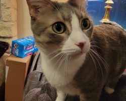 Skipper, a gray tuxedo tabby cat for adoption in houston (friendswood) texas