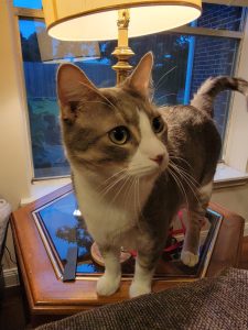 grey tabby tuxedo cat for adoption in houston Photo Skipper, a Gray Tuxedo Tabby Cat for adoption in Houston (Friendswood) texas