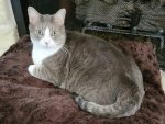 Skipper, a Gray Tuxedo Tabby Cat for adoption in Houston (Friendswood) texas