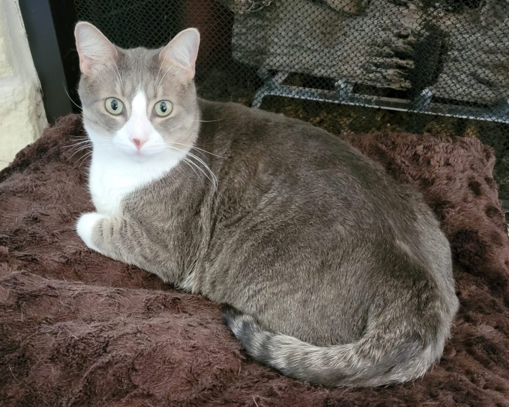 Skipper, a Gray Tuxedo Tabby Cat for adoption in Houston (Friendswood) texas