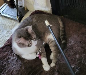 grey tabby tuxedo cat for adoption in houston Photo Skipper, a Gray Tuxedo Tabby Cat for adoption in Houston (Friendswood) texas