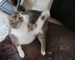Skipper, a gray tuxedo tabby cat for adoption in houston (friendswood) texas