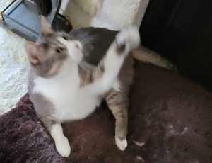 grey tabby tuxedo cat for adoption in houston Photo Skipper, a Gray Tuxedo Tabby Cat for adoption in Houston (Friendswood) texas