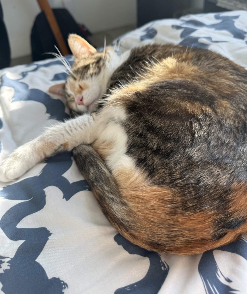 Photo Skittles, a calico tabby cat for adoption in inglewood ca