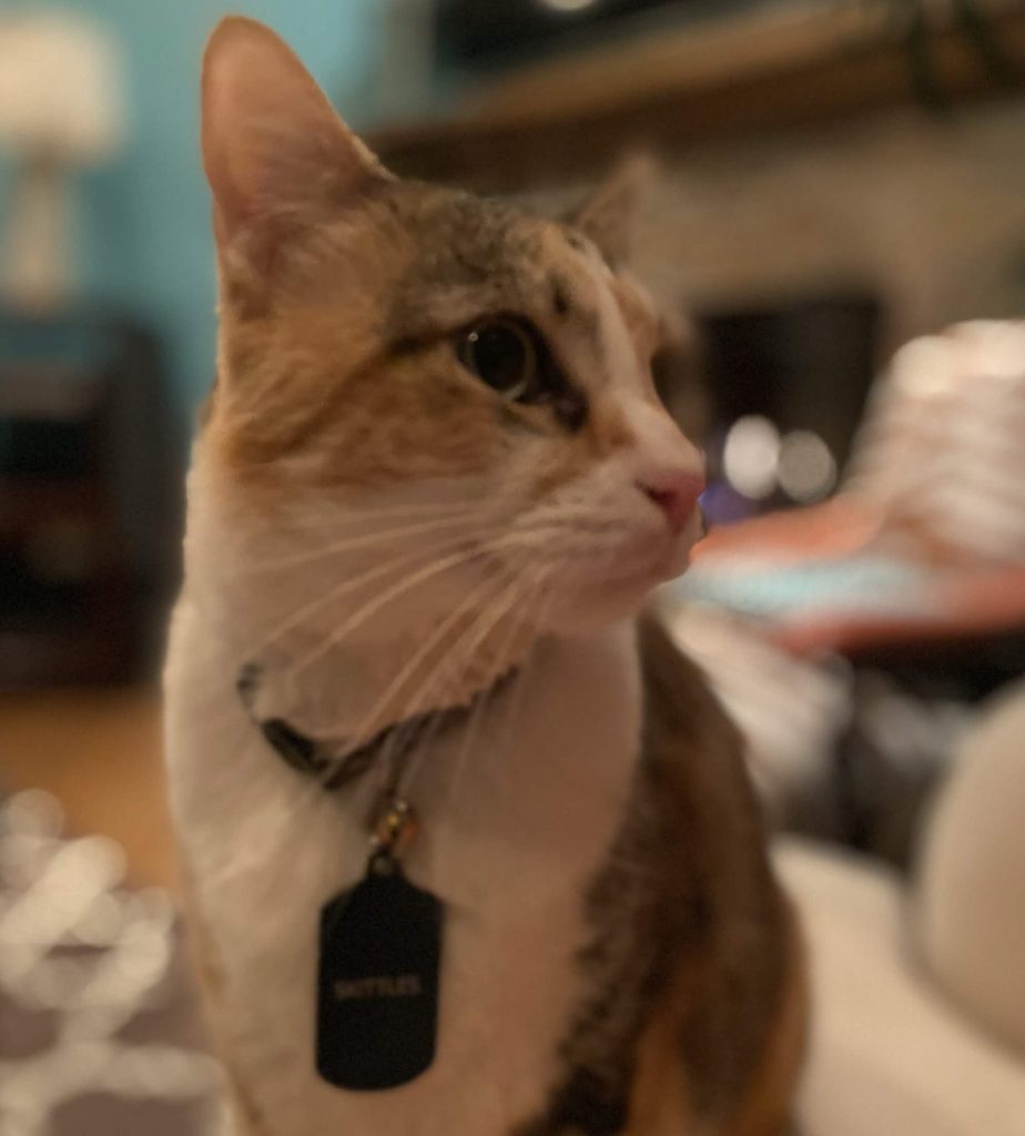Photo Skittles, a calico tabby cat for adoption in inglewood ca