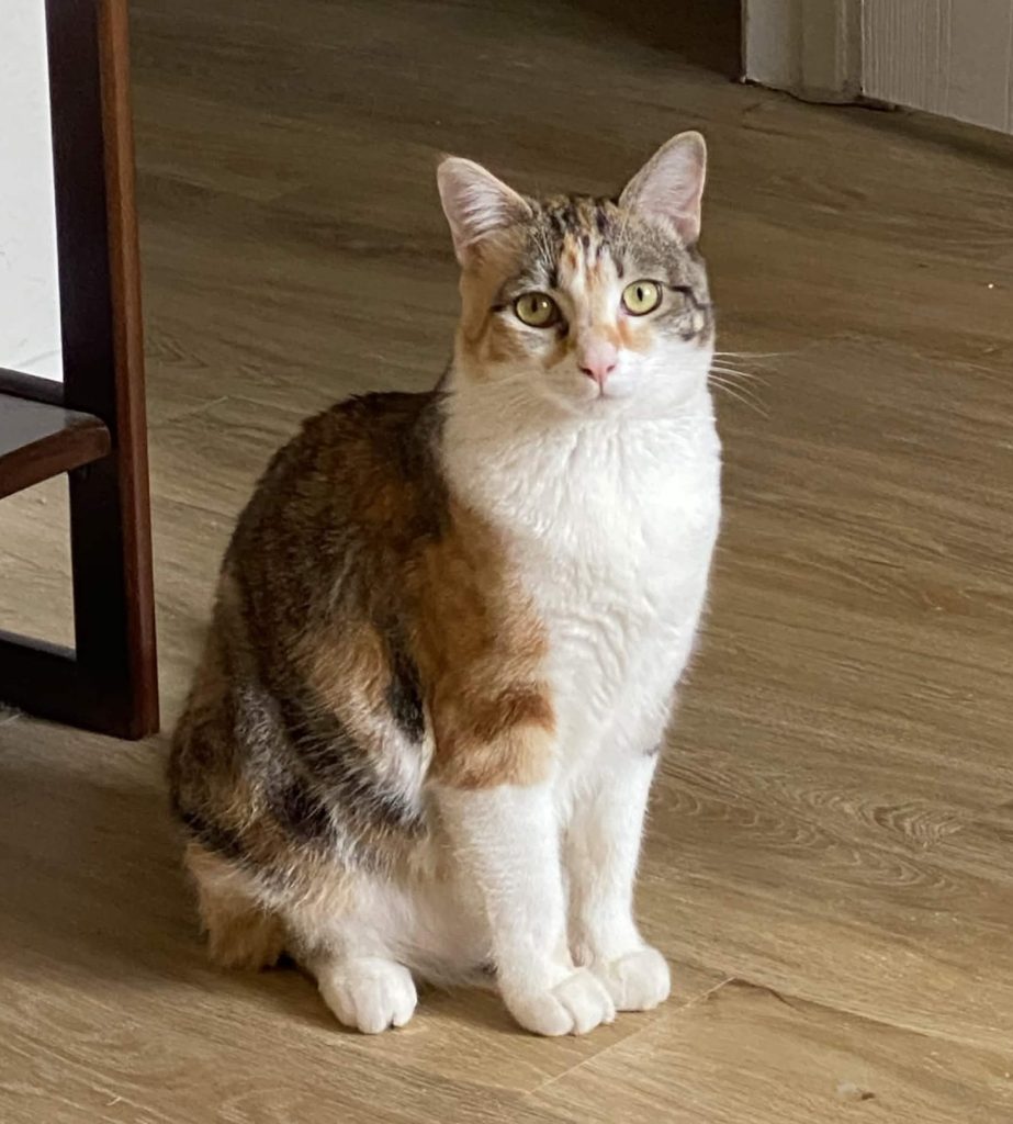 Photo Skittles, a calico tabby cat for adoption in inglewood ca
