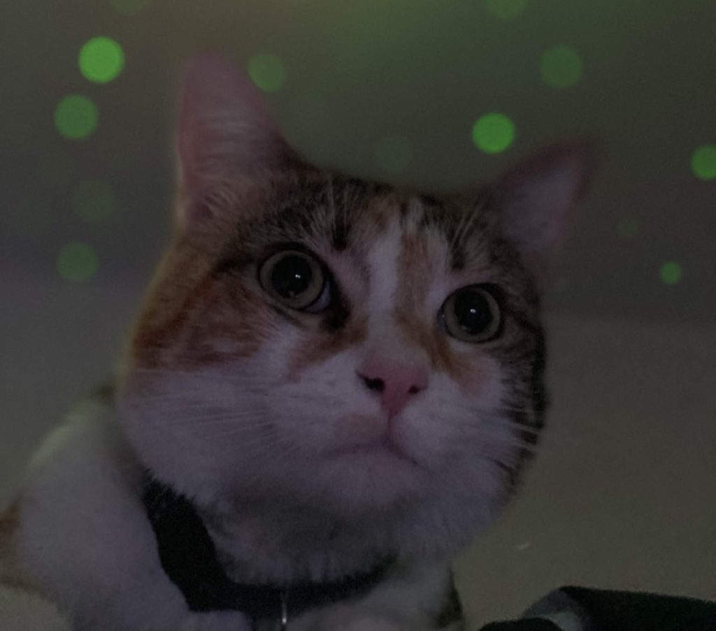 Photo Skittles, a calico tabby cat for adoption in inglewood ca
