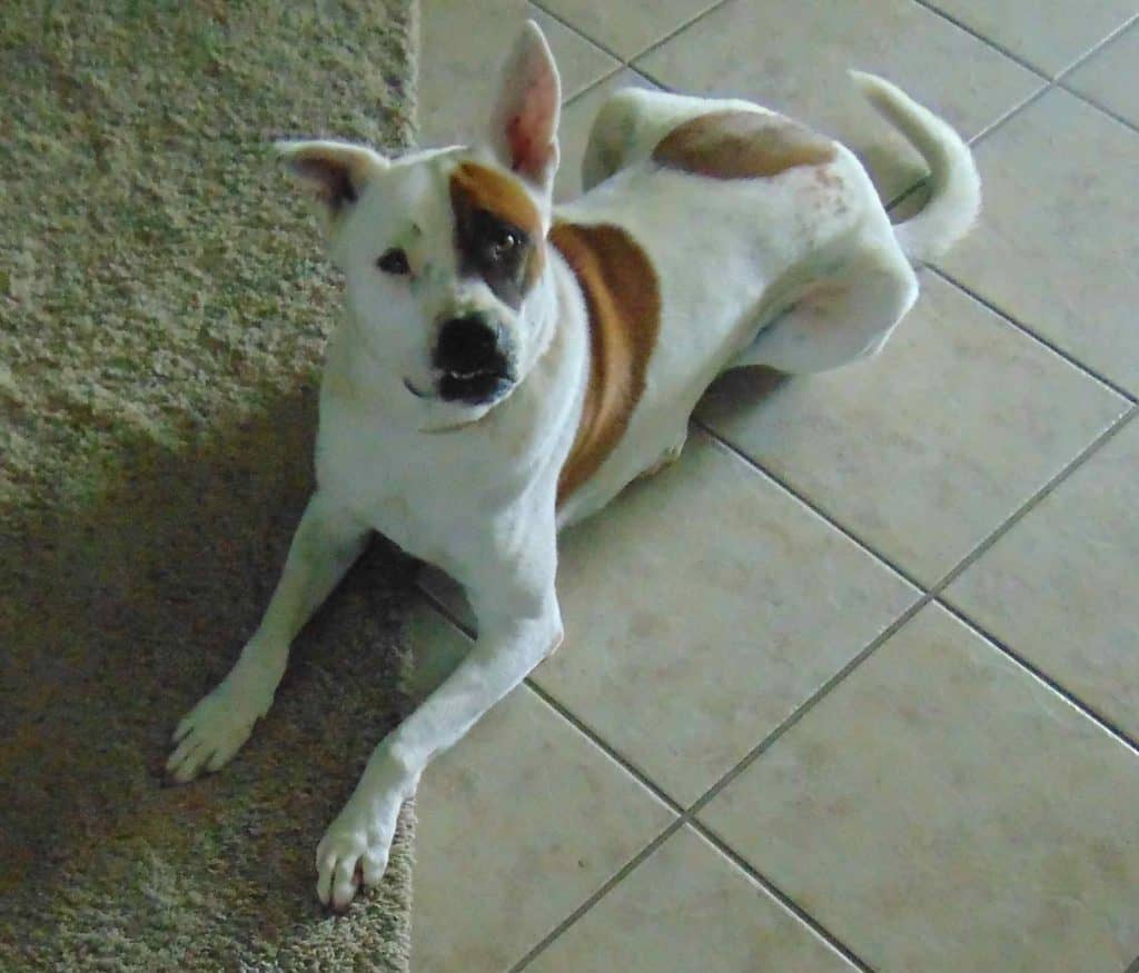 Border Collie American Bulldog Mix For Adoption Houston Tx Adopt Skylar