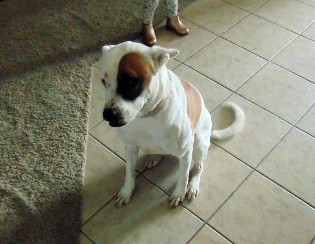 Skylar - Border Collie Mix Dog For Adoption Houston TX