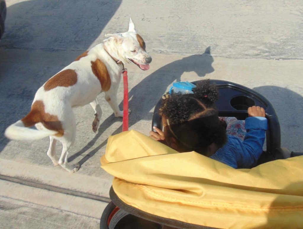 Skylar - border collie mix dog for adoption houston tx