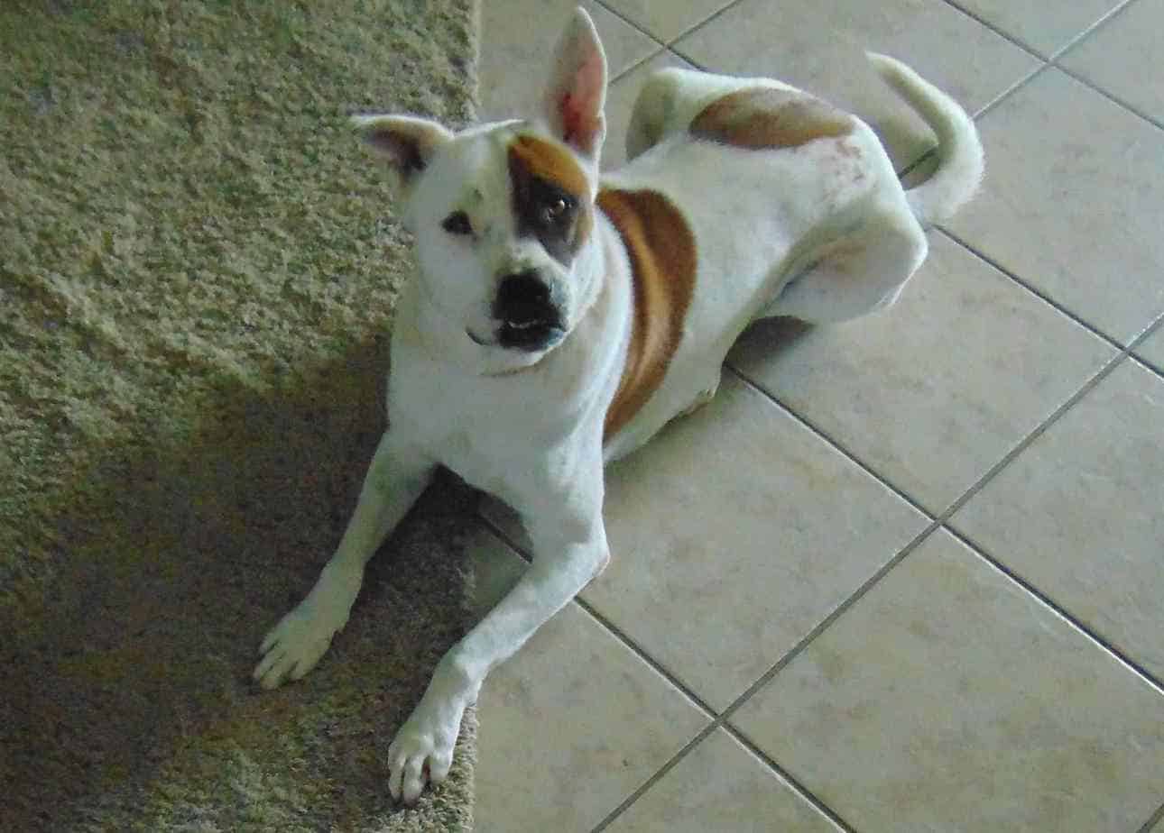 Skylar - Border Collie Mix Dog For Adoption Houston TX
