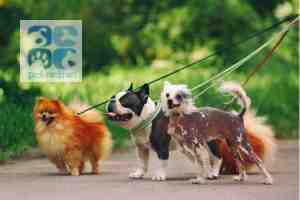 Small dogs pomeranian french bulldog frenchie chinese crested walking in a brooklyn ny park.