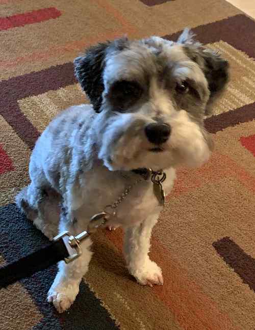 Schnoodle Dog for Adoption in Sacramento CA – Meet Smokey