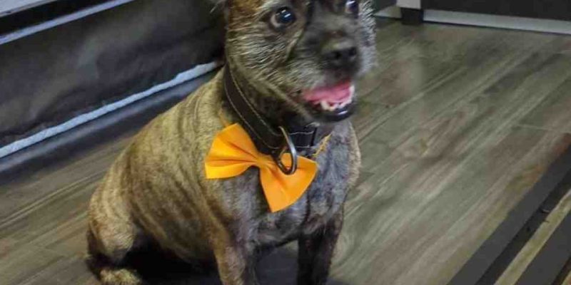 French Bulldog Yorkie Havanese Mix Dog for Adoption in Edmonton