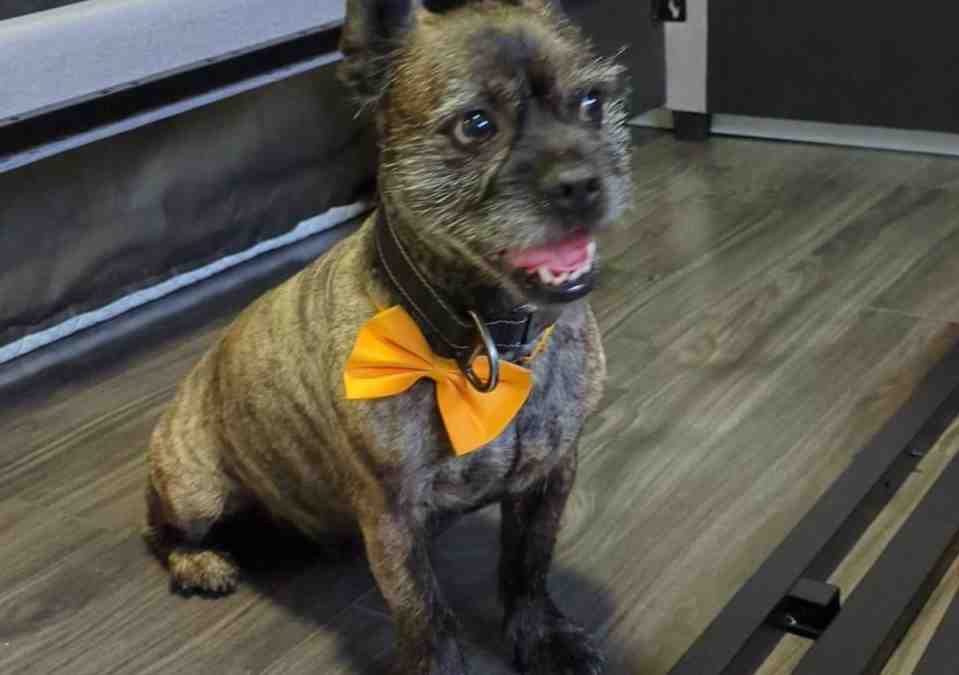 French bulldog yorkie havanese mix dog for adoption in edmonton, alberta – meet sweet smeagol