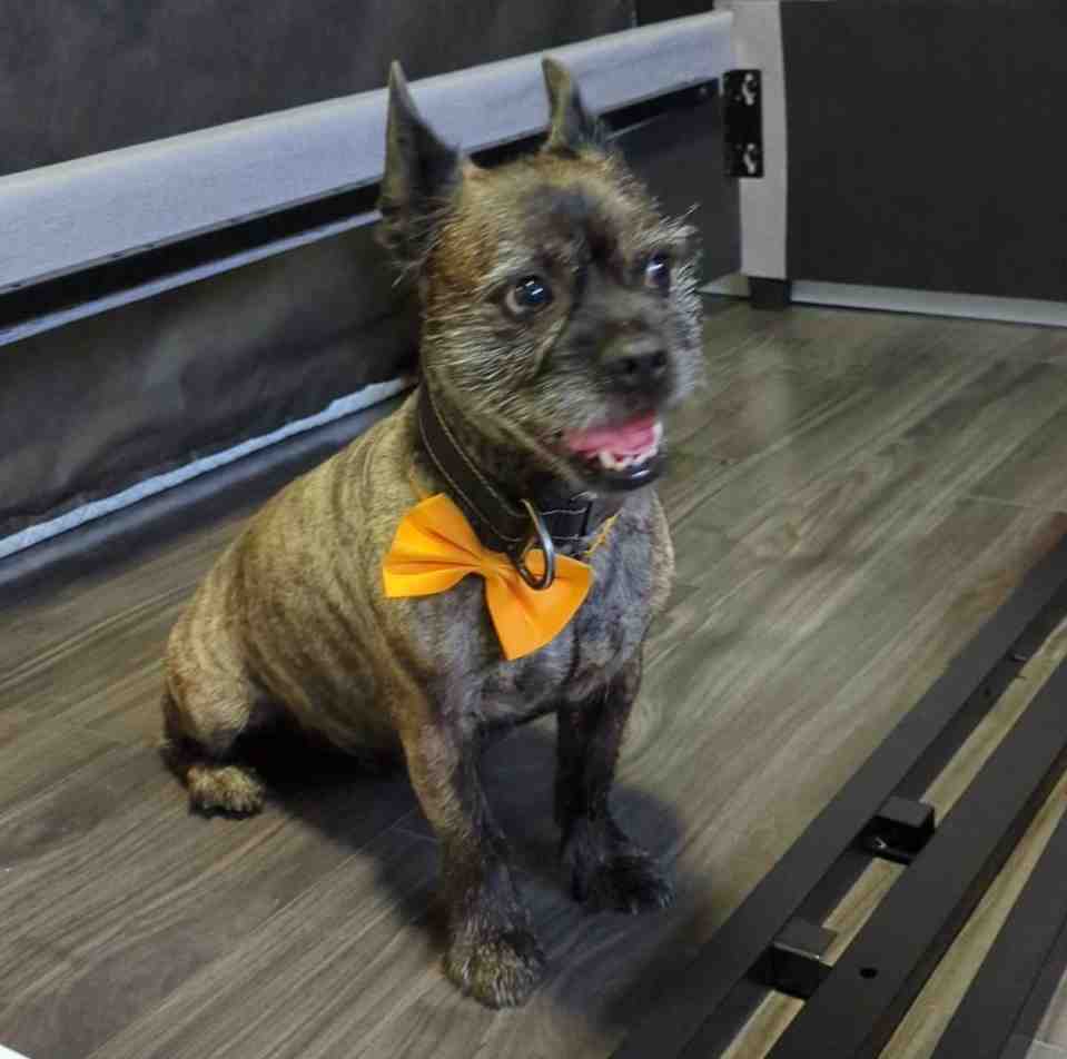 French Bulldog Yorkie Havanese Mix Dog for Adoption in Edmonton