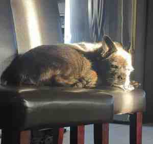 French Bulldog Yorkie Havanese Mix Dog for Adoption in Edmonton