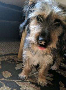 Border Terrier Scamp For Adoption In Colorado