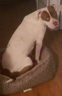 American Staffordshire Terrier (Amstaff) American Bulldog Mix Dog For Adoption In Fort Worth TX