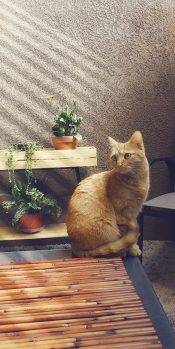 Pretty Short Haired Orange Tabby For Adoption In San Diego CA – Supplies Included – Adopt Nala
