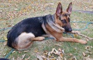 Stunning german shepherd puppy for adoption in indianapolis in – adopt nyx