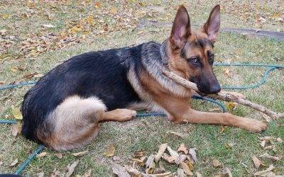Stunning German Shepherd Puppy for Adoption in Indianapolis IN – Adopt Nyx