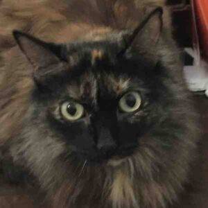 Long haired tortoiseshell cat for adoption spring hill florida – supplies included – adopt snickers