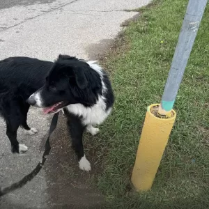 Border collie for adoption in calgary ab
