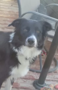 Border collie for adoption in calgary ab