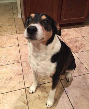 ADOPTED – Sweet Snoopy – 7 YO M Beagle JRT Mix  Dallas Texas