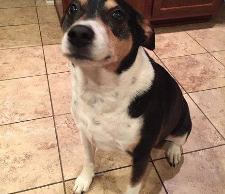 ADOPTED – Sweet Snoopy – 7 YO M Beagle JRT Mix  Dallas Texas