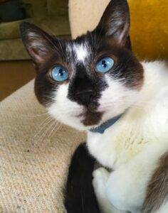 Snowshoe siamese cat for adoption in seattle wa with tortoiseshell sister – adopt zelda and leia today