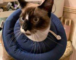 Snowshoe siamese cat for rehoming in houston tx 1 (1)