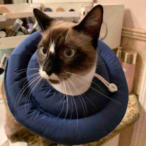 Snowshoe siamese cat for rehoming in houston tx 1 (1)