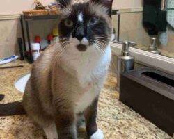 Snowshoe siamese cat for rehoming in houston tx 1 (1)