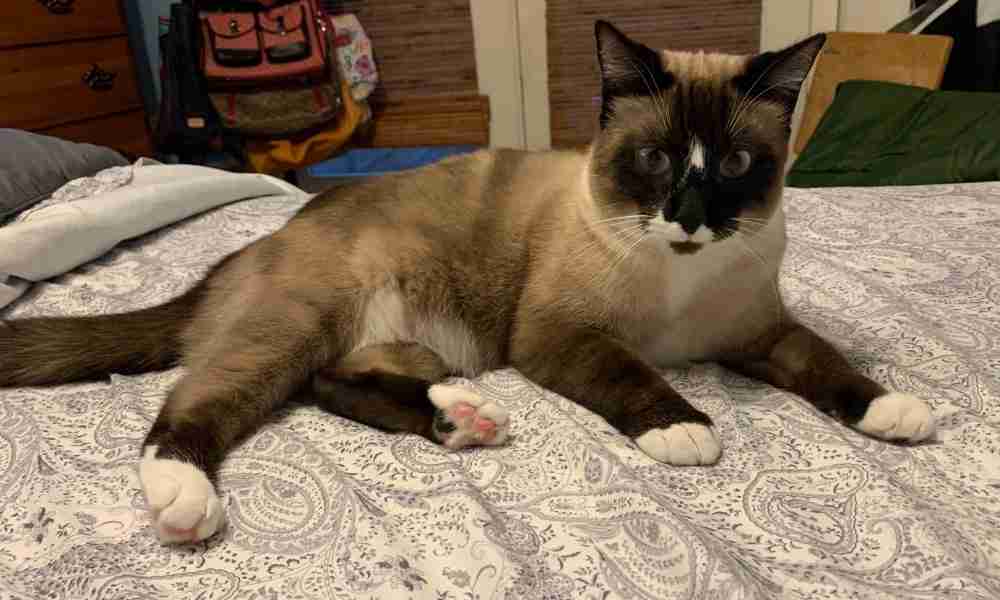 Snowshoe Siamese Cat For Rehoming in Houston TX 1 (1)