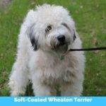 Soft coated wheaten terrier is a medium sized hypoallergenic dog breed.