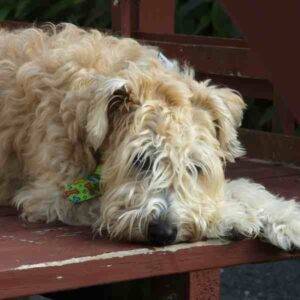 Soft coated wheaten terrier dog photo 1