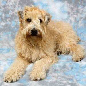 Soft coated wheaten terrier dog photo 2