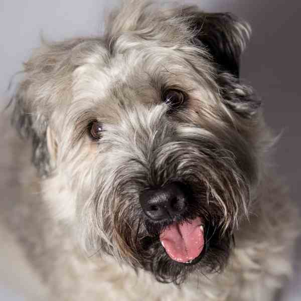 Soft Coated Wheaten Terriers For Adoption Near You Rehome or Adopt a