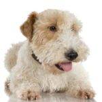 Soft coated wheaten terrier a medium hypoallergenic non shedding dog breed