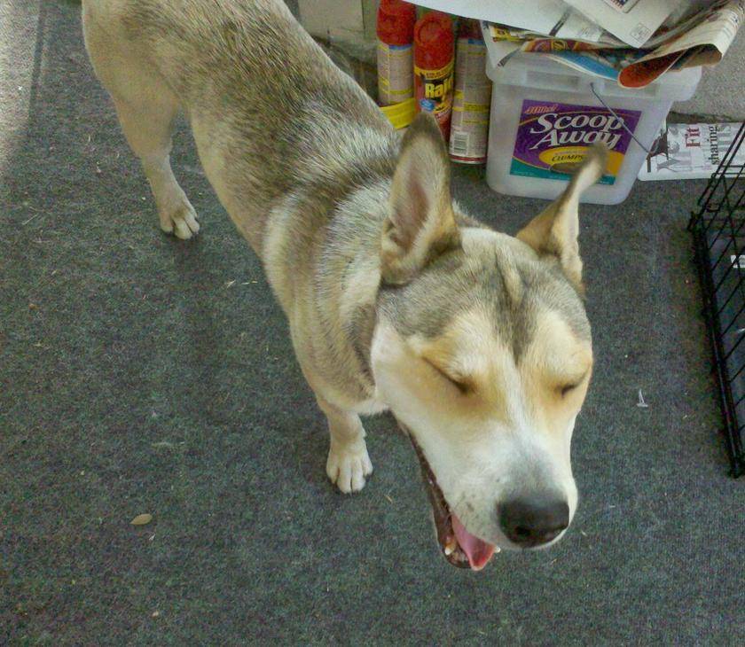 Solomon - siberian husky bulldog mix dog for adoption in bakersfield ca 3