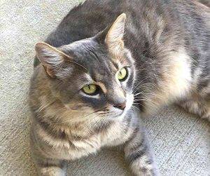 Affectionate maine coon somali cat for adoption san antonio texas – meet miss kitty