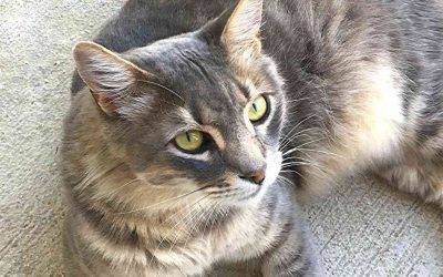 Affectionate maine coon somali cat for adoption san antonio texas – meet miss kitty