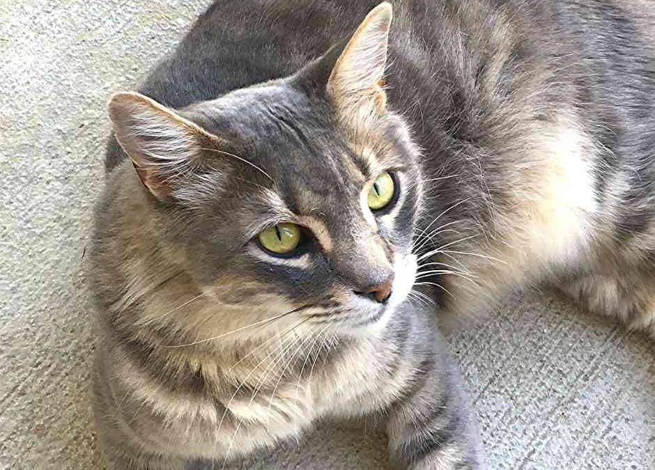 Affectionate Maine Coon Somali Cat For Adoption San Antonio Texas – Meet Miss Kitty
