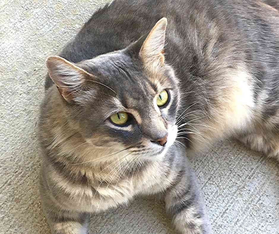 Somali Mix Cat For Adoption in San Antonio Meet Miss Kitty 7