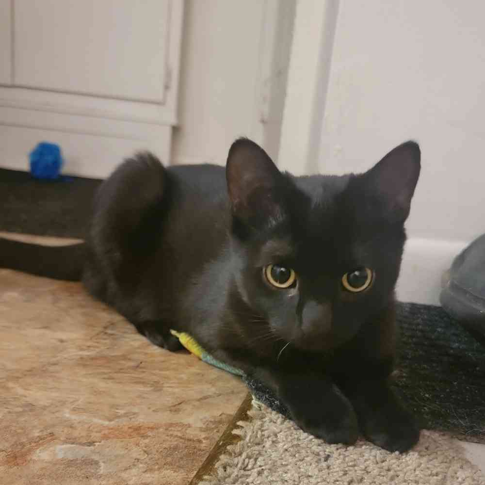 Black Shorthair Kitten Adopt Rochester