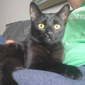 Sombra Black Kitten Adopt Rochester NY